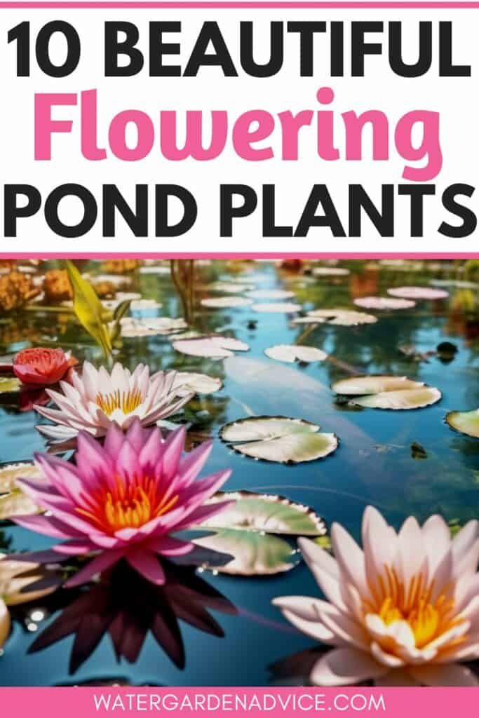 pond plants with flowers