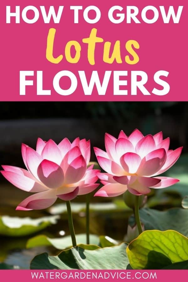 growing lotus flowers in a pond