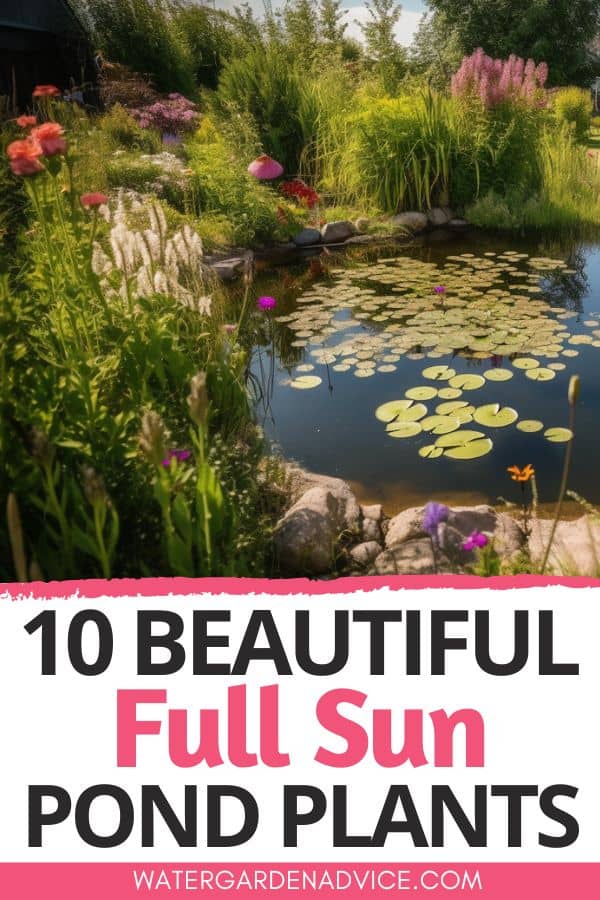 pond plants on a sunny day