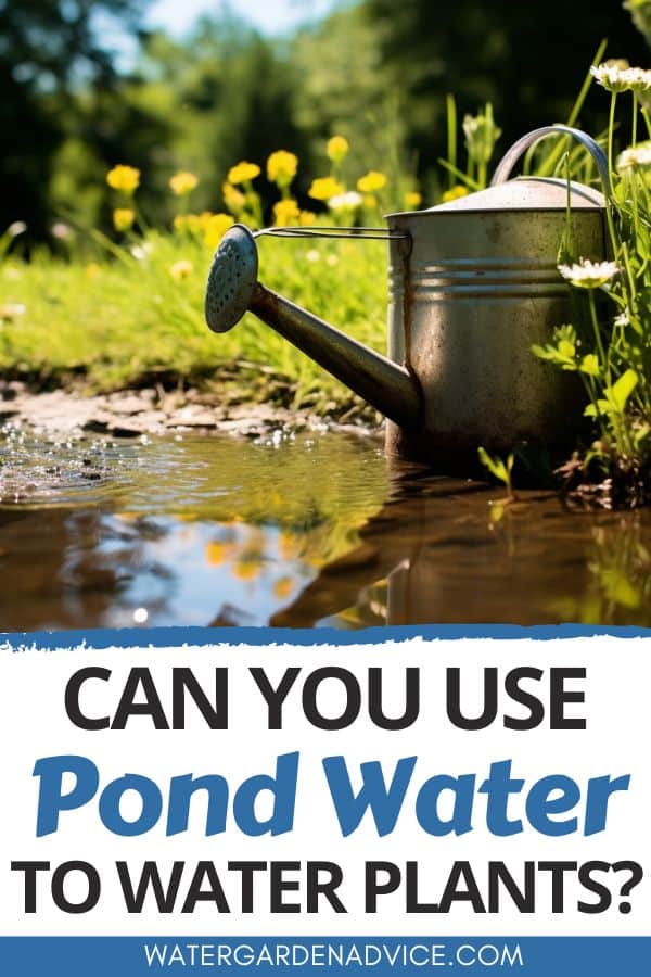 watering plants with pond water