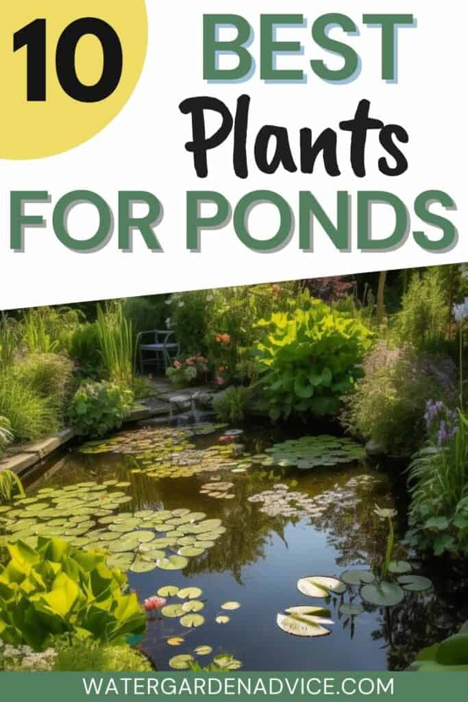 plants growing around the edge of a garden pond