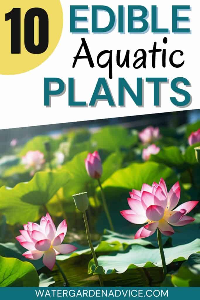 edible aquatic plants for ponds