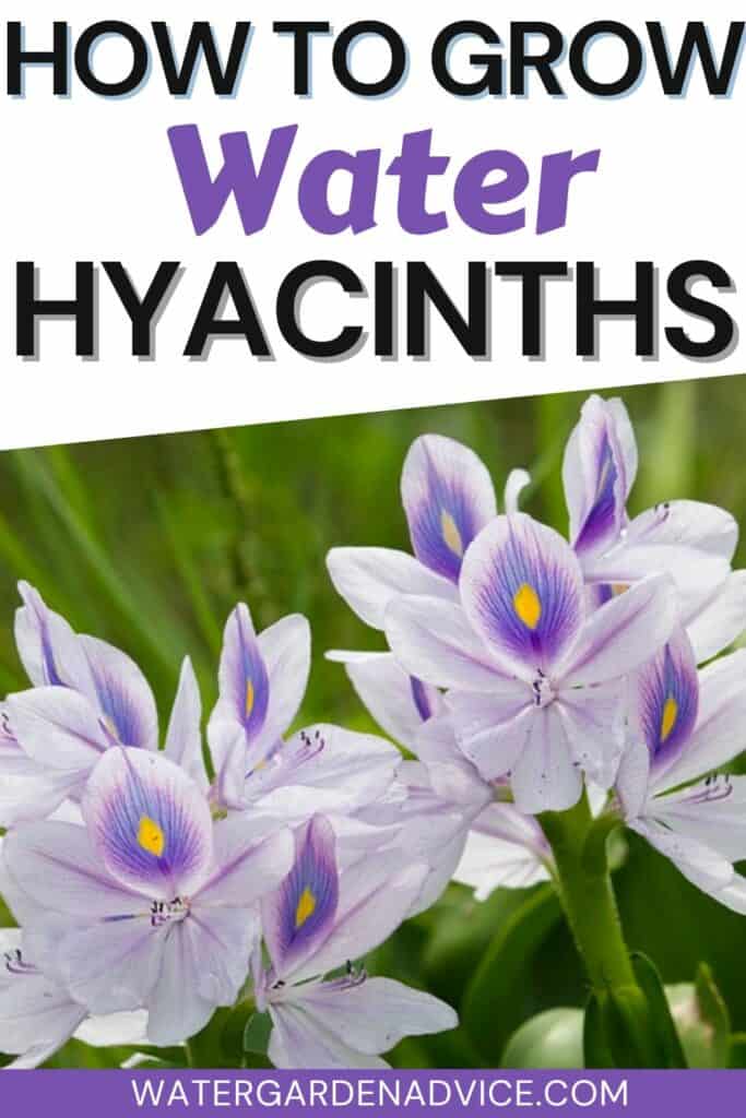 water hyacinths growing in a garden pond