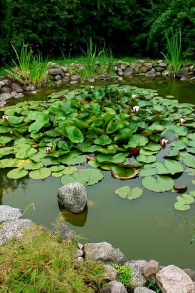 green pond with plants