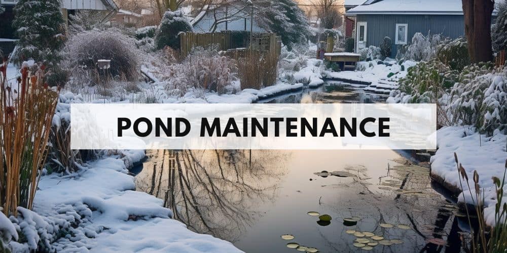 pond maintenance