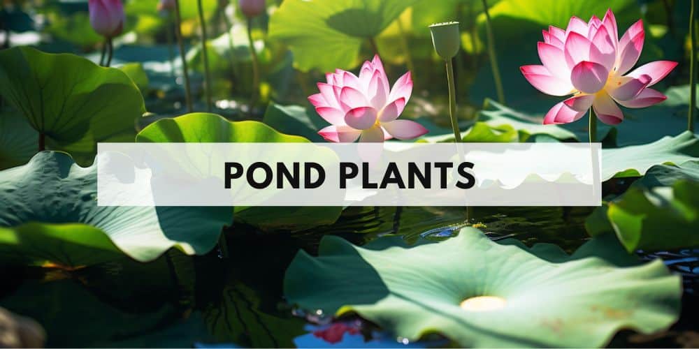 pond plants