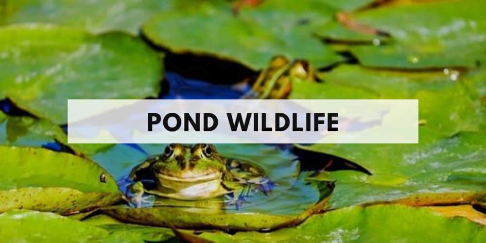 pond wildlife